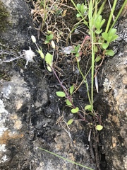 Stellaria apetala