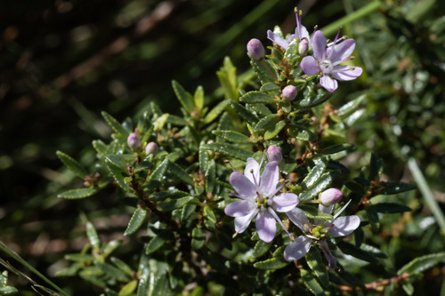 False Buchu (Agathosma ovata)