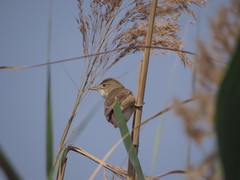 Acrocephalus stentoreus