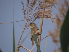Acrocephalus stentoreus