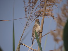 Acrocephalus stentoreus