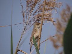 Acrocephalus stentoreus