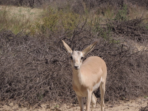Sand Gazelle