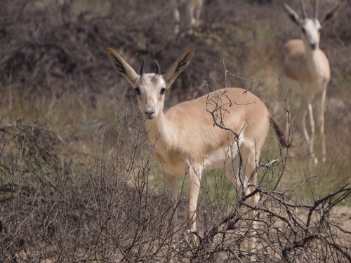 Sand Gazelle