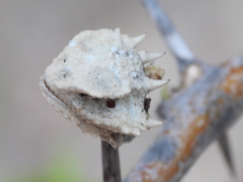 Roundtail Horned Lizard, Phrynosoma modestum