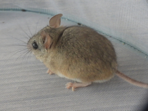 Cactus Mouse