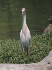 Bubulcus ibis