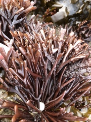 Ahnfeltiopsis linearis