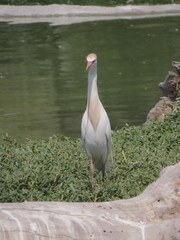Bubulcus ibis