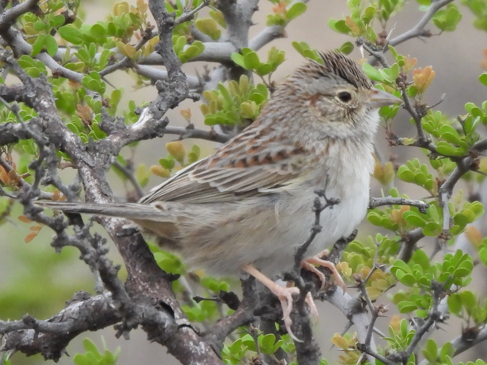 Cassin's Sparrow (Peucaea cassinii), photo 6