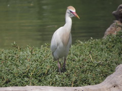 Bubulcus ibis