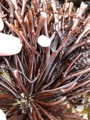 Ahnfeltiopsis linearis