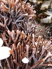 Ahnfeltiopsis linearis