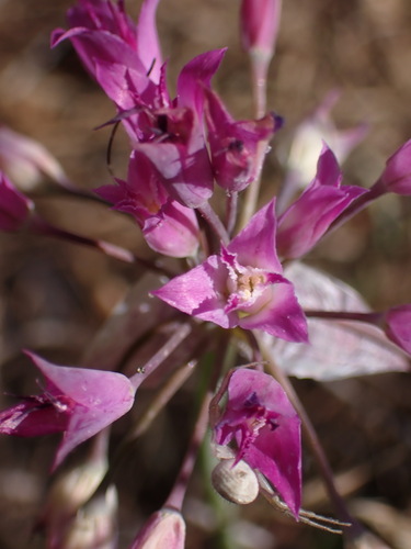 Allium crispum, photograph 5