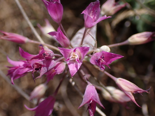 Allium crispum, photograph 4
