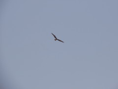 Circus aeruginosus