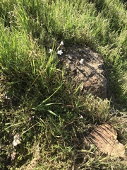 Lithophragma cymbalaria