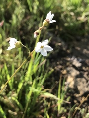 Lithophragma cymbalaria
