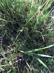 Lithophragma cymbalaria