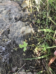 Lithophragma cymbalaria