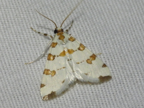 Eight-barred Lygropia Moth photo 5