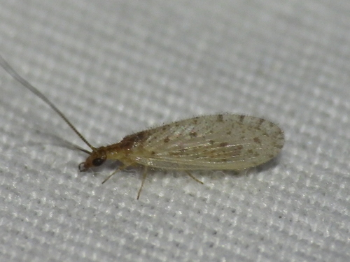 Sympherobius perparvus