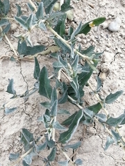 Malvella sagittifolia