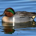 American Green-winged Teal - Photo (c) Tommy Farquhar, some rights reserved (CC BY-NC), uploaded by Tommy Farquhar