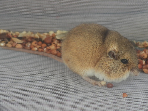 Merriam's Pocket Mouse
