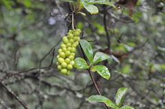 Schisandra