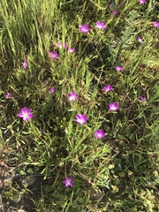 Calandrinia breweri
