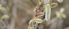 Salix