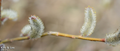 Salix