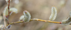 Salix