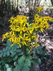 Packera sanguisorbae