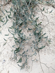 Malvella sagittifolia