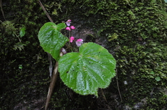 Begoniaceae