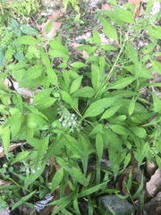 Lysimachia decurrens