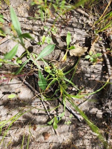 Texas Flatsedge (Cyperus seslerioides)