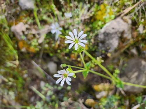 Stellaria cuspidata, photograph 5