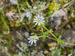 Stellaria cuspidata, photograph (c) GREGORY ANTHONY PAUCA TANCO, some rights reserved (CC BY)