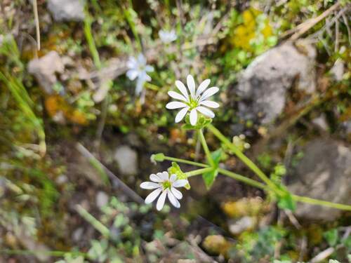 Mexican Chickweed (Stellaria cuspidata)