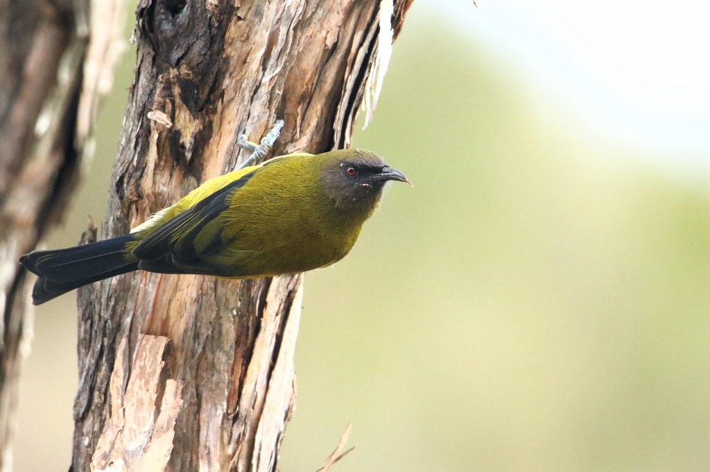 New Zealand Bellbird (Anthornis melanura) photo