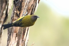 New Zealand Bellbird photo 2