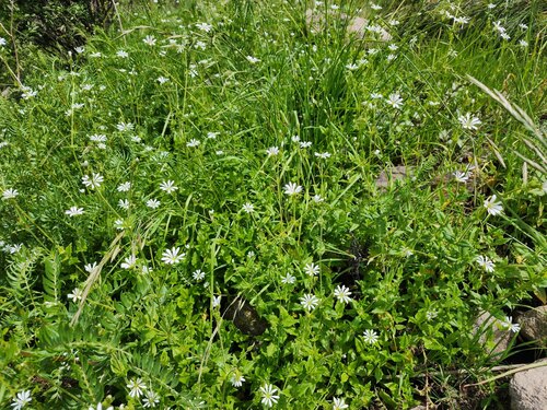 Stellaria cuspidata, photograph 6