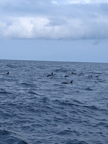 Spinner Dolphin