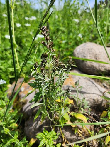 Spoonleaf Purple Everlasting (Gamochaeta purpurea)