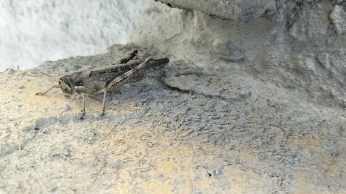Slender Range Grasshopper