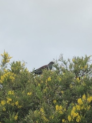 Hemiphaga novaeseelandiae novaeseelandiae