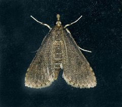 Niphograpta albiguttalis